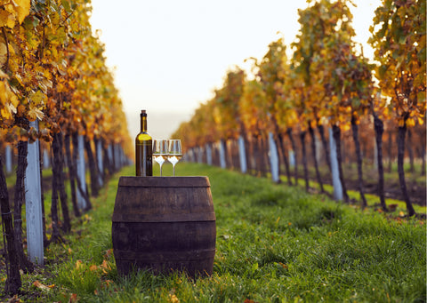 Dégustation de vin blanc dans les vignes